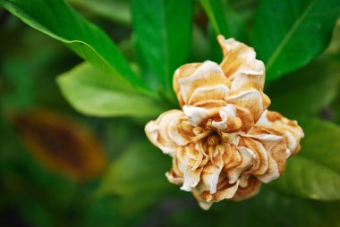 Bekar beyaz çiçek solgunluk