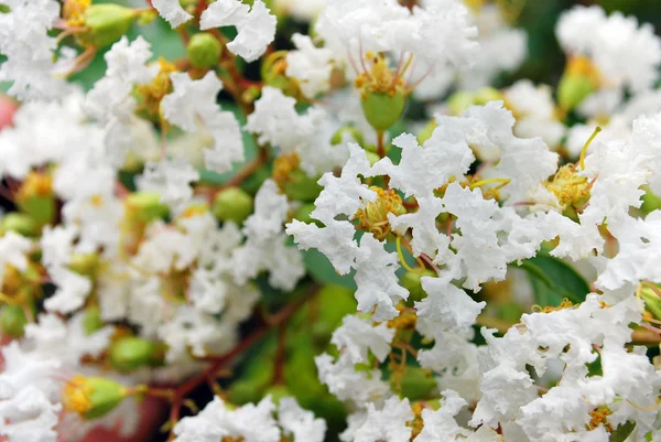 Schattige Fluffy kleine witte bloemen — Stockfoto