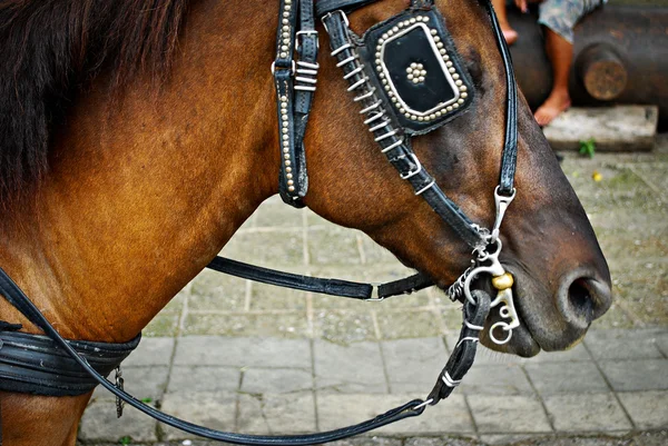 Horse Saddled and with Blinds — Stock Photo, Image