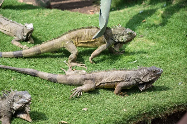 Iguanas disfrutando del clima de verano en un parque —  Fotos de Stock