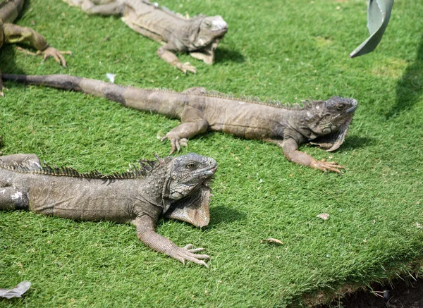 Leguane genießen das Sommerwetter in einem Park — Stockfoto