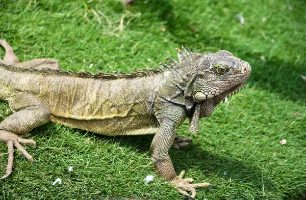 Iguana disfrutando del clima de verano en un parque — Foto de Stock
