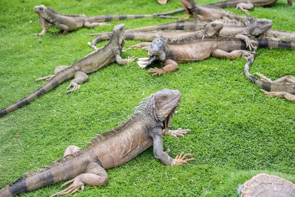 Leguánok élvezi a nyári időjárás, a parkban — Stock Fotó