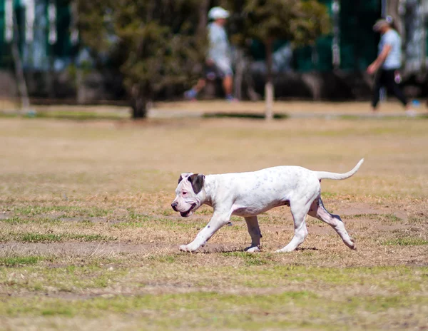 Parktaki köpek. — Stok fotoğraf