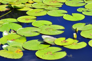 Lotus yapraklar