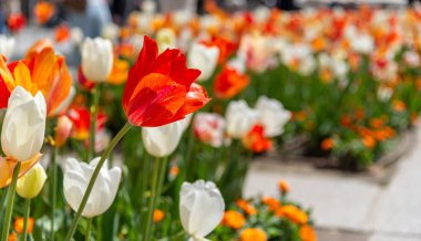 Palacio Real de Madrid 'in bahçelerinde, kırmızı, turuncu, beyaz ve çizgili lalelerin açtığı canlı bir bahar çiçek tarlasının sığ bir derinliği.