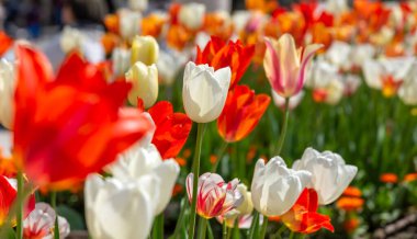 Palacio Real de Madrid 'in bahçelerinde, kırmızı, turuncu, beyaz ve çizgili lalelerin açtığı canlı bir bahar çiçek tarlasının sığ bir derinliği.