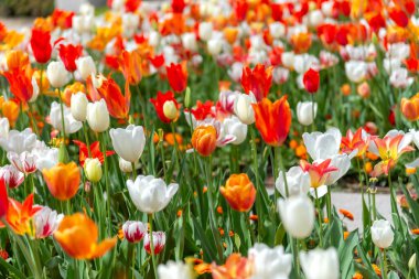 Palacio Real de Madrid 'in bahçelerinde, kırmızı, turuncu, beyaz ve çizgili lalelerin açtığı canlı bir bahar çiçek tarlasının sığ bir derinliği.