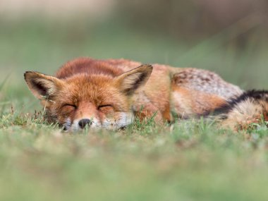 Çimenlerdeki şirin tilki, hayvan. 