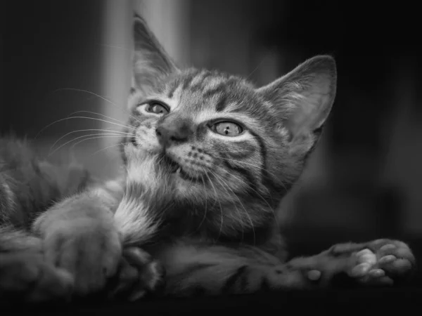 Ασπρόμαυρη Εικόνα Γατάκι Όμορφα Μάτια Της Γάτας — Φωτογραφία Αρχείου