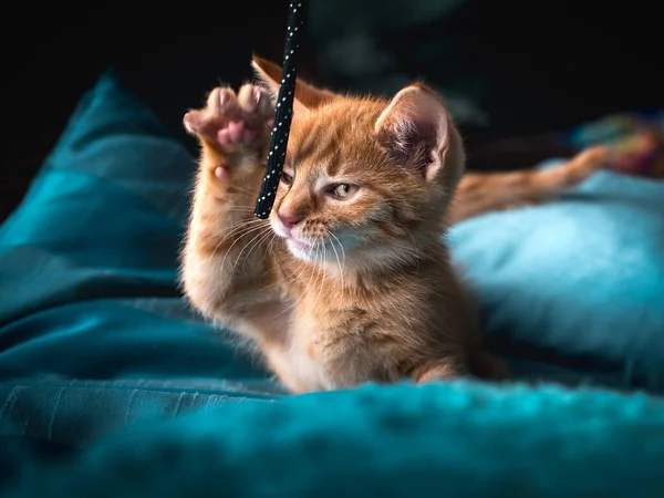 กแมวส งเล บของเล นของเขา — ภาพถ่ายสต็อก