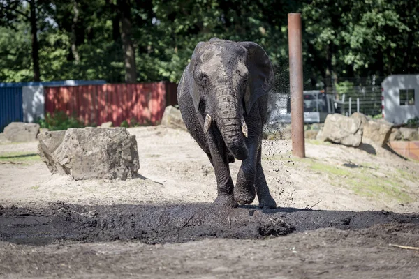 Foto Elefante Zoológico — Foto de Stock
