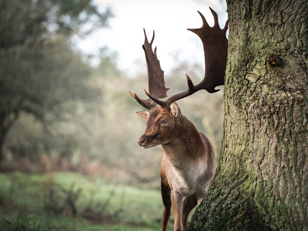 Majestueuze Eland Het Bos — Stockfoto