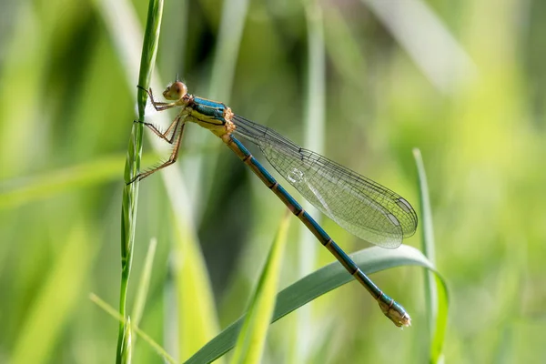 Libelulă Ascunsă Iarba Verde — Fotografie, imagine de stoc