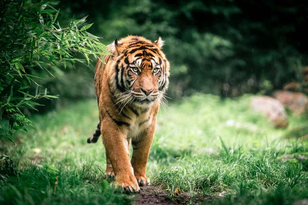 Tigre Sur Herbe — Photo