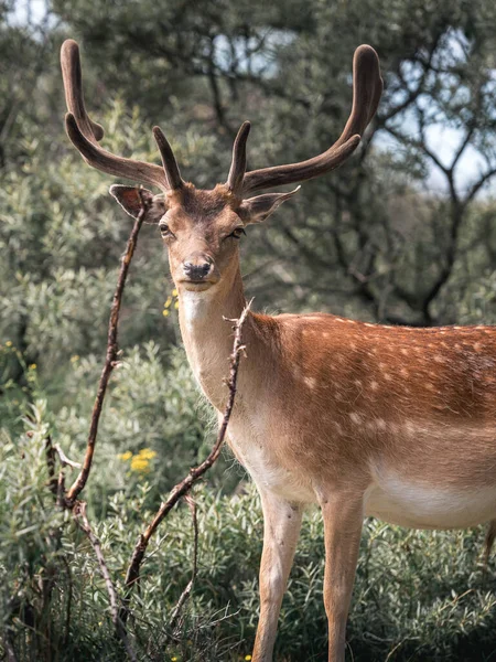 Cute Deer Forest — Stock Photo, Image