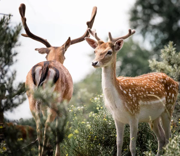 Schattig Herten Het Bos — Stockfoto