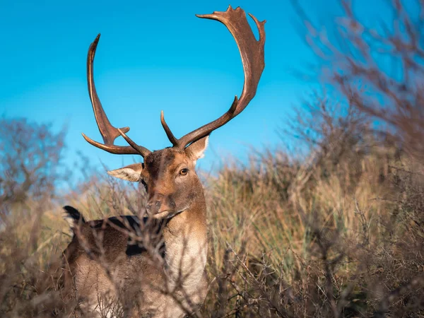 Majestic Elk Forest — Stock Photo, Image