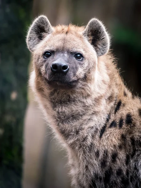 Close Portrait Hyena Zoo — Stock Photo, Image