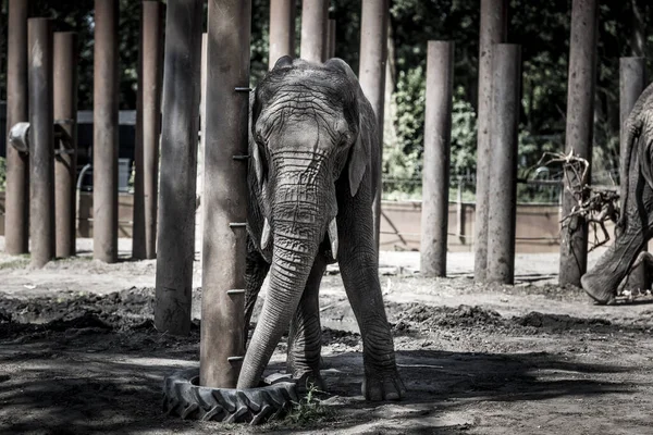 Foto Elefante Zoológico — Foto de Stock