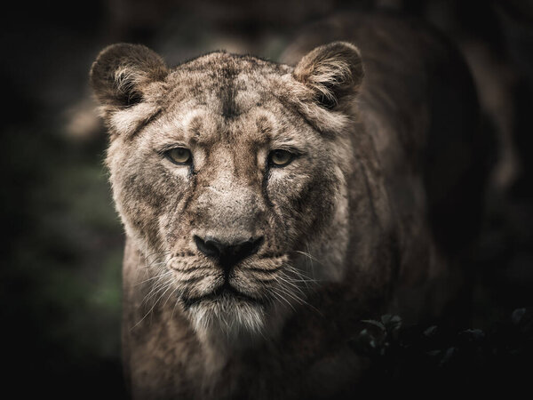 Closeup of a lioness with big face.