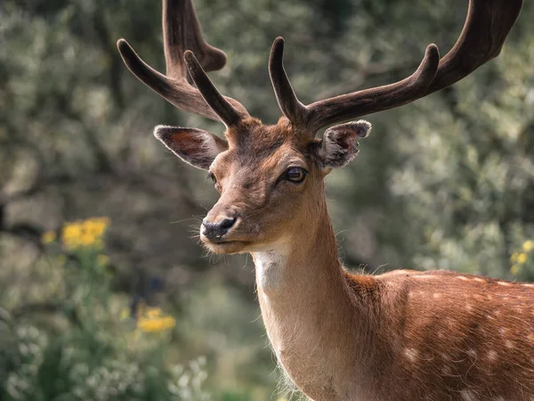 Cute Deer Forest — Stock Photo, Image