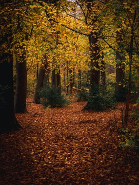 Hollanda 'nın Wassenaar kenti yakınlarında sonbahar ağaçları ve düşen yapraklarla sonsuz De Horsten parkının manzarası. 