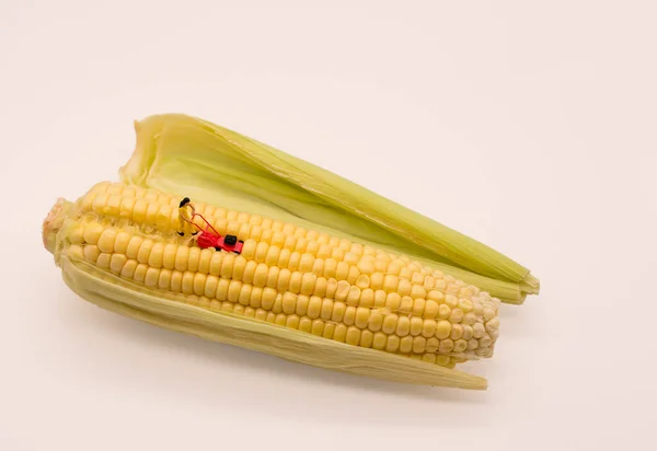 Studio Shot Miniature Figure Workin Corn — Stock Photo, Image
