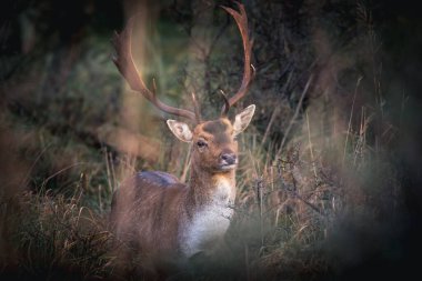 Ormandaki güzel kırmızı geyik