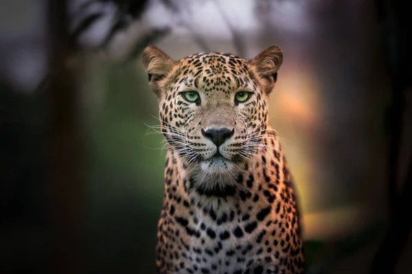 Retrato Close Retrato Leopardo — Fotografia de Stock