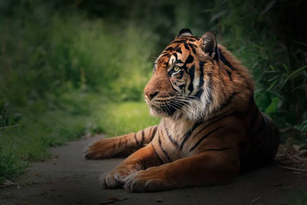 Vista Cercana Retrato Del Tigre Acostado Sobre Fondo Borroso —  Fotos de Stock