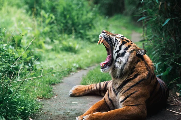 在模糊的背景下对躺着的老虎打呵欠的近景画像 — 图库照片