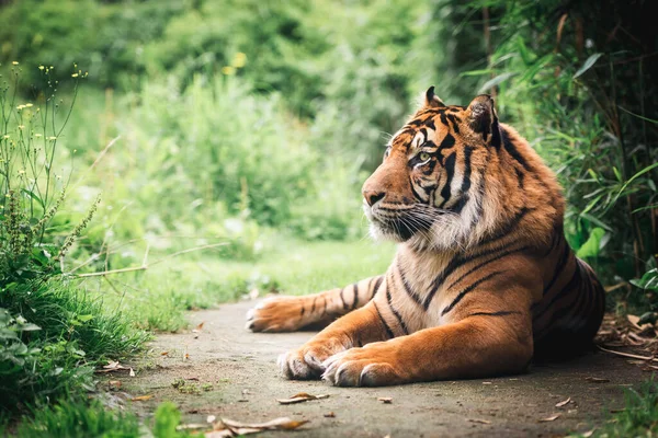 Vista Cercana Retrato Del Tigre Acostado Sobre Fondo Borroso —  Fotos de Stock