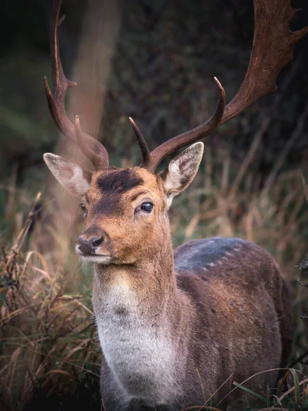 Prachtig Rood Hert Het Bos — Stockfoto