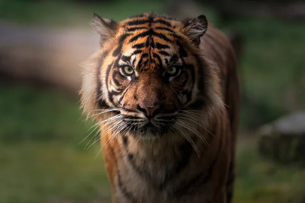 Vue Rapprochée Portrait Tigre Sur Fond Flou — Photo