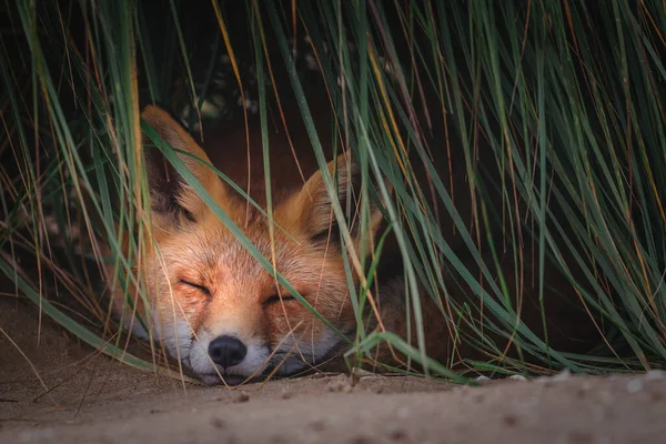 Red Fox Sleeping Nature — Stock Photo, Image