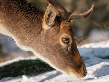 Kışın vahşi doğada bir geyik. Vahşi yaşam