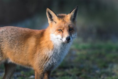 Doğanın arka planında vahşi bir tilki