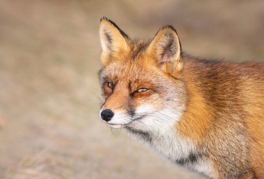 Doğanın arka planında kışın kızıl tilki