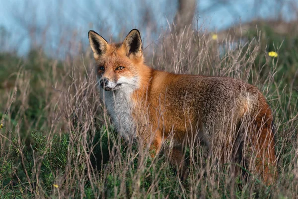 red fox in wild on a background of nature