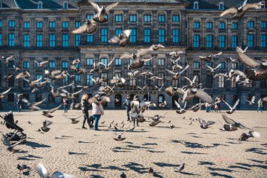 Amsterdam sokaklarında güvercinler