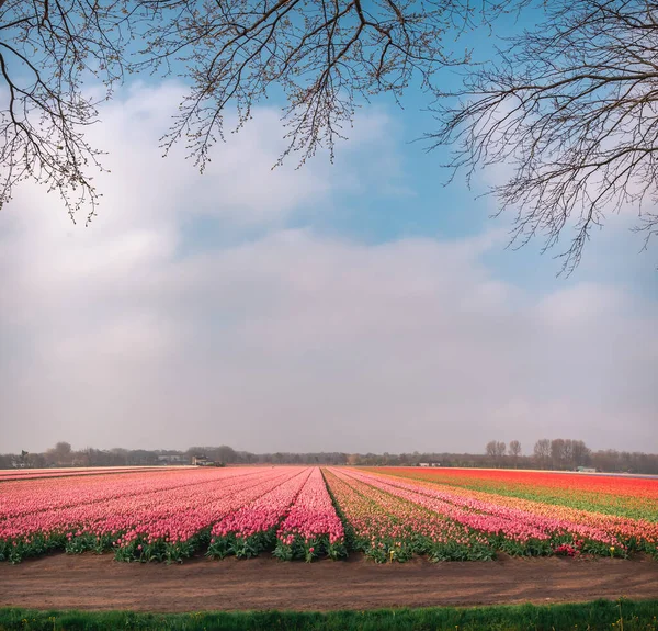 Красивое Поле Розовых Тюльпанов Нидерландах Тюльпаны Нидерландов — стоковое фото