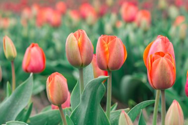 Hollanda 'nın en güzel lale tarlası. Hollanda lale alanları.