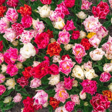 Hollanda 'nın en güzel lale tarlası. Hollanda lale alanları.