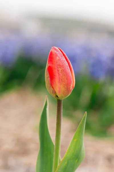 色のチューリップの花の終わり — ストック写真