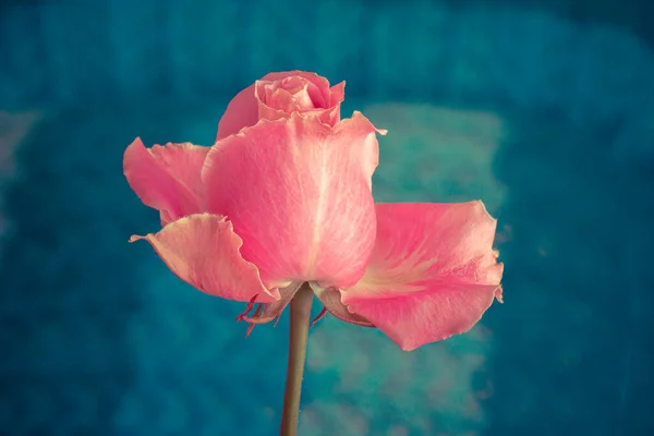 Hermosa Rosa Cerca Flor Holandesa —  Fotos de Stock