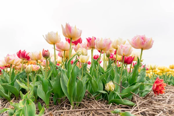 Красивое Поле Тюльпанов Низинах Голландские Тюльпаны — стоковое фото