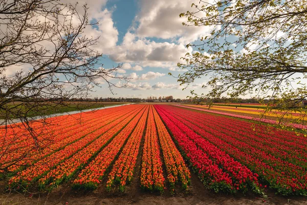 Bellissimo Campo Tulipani Nei Paesi Bassi Campi Tulipani Olandesi — Foto Stock
