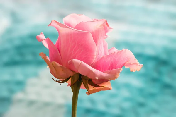 Gyönyörű Rózsa Közelről Holland Virág — Stock Fotó