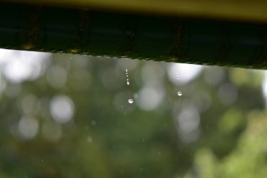 Kornişten düşen yağmur damlaları 